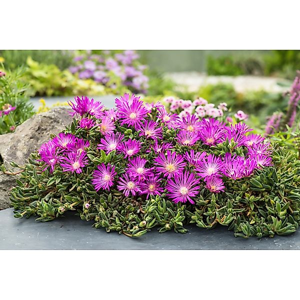 GROW by OBI Mittagsblume Coopers Violett Topf-Ø ca. 9 cm x 9 cm Delosperma günstig online kaufen