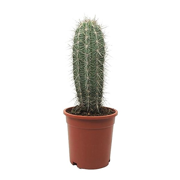 Exotenherz Grauer Riese Säulenkaktus Pachycereus Pringley Pflegeleicht 17cm günstig online kaufen