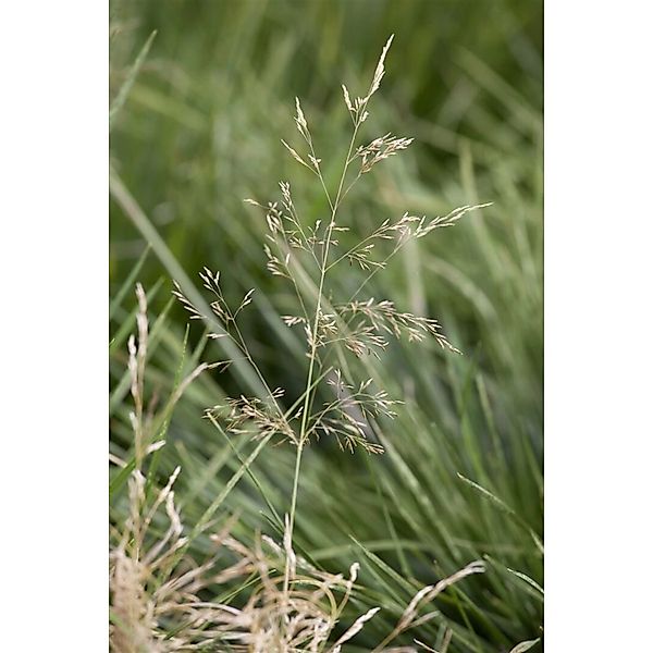 Deschampsia Cespitosa Goldtau Schmiele Goldgelb Ca. 9x9 cm Topf günstig online kaufen
