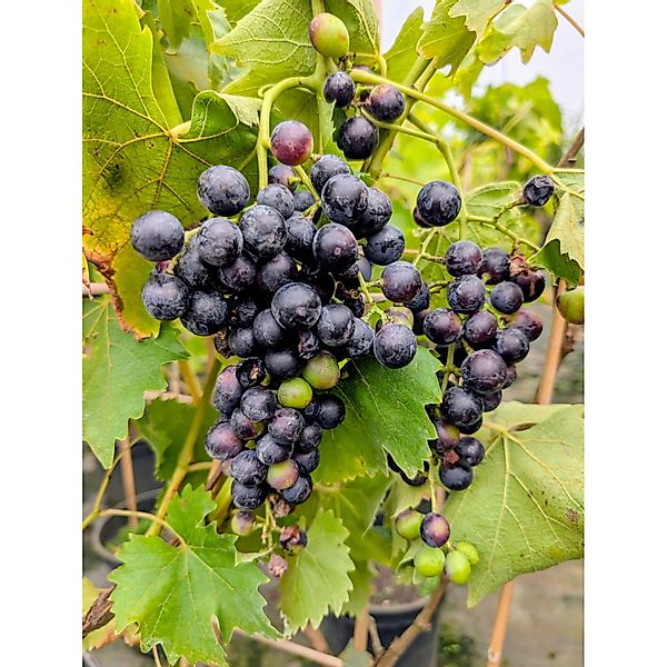 Weinrebe Blauer Muskateller, blau 60 - 80 cm Vitis vinifera günstig online kaufen