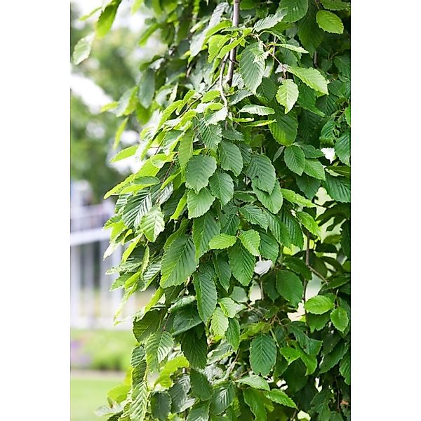Carpinus Betulus Pendula Hainbuche Hängend 180 cm Stammhöhe günstig online kaufen