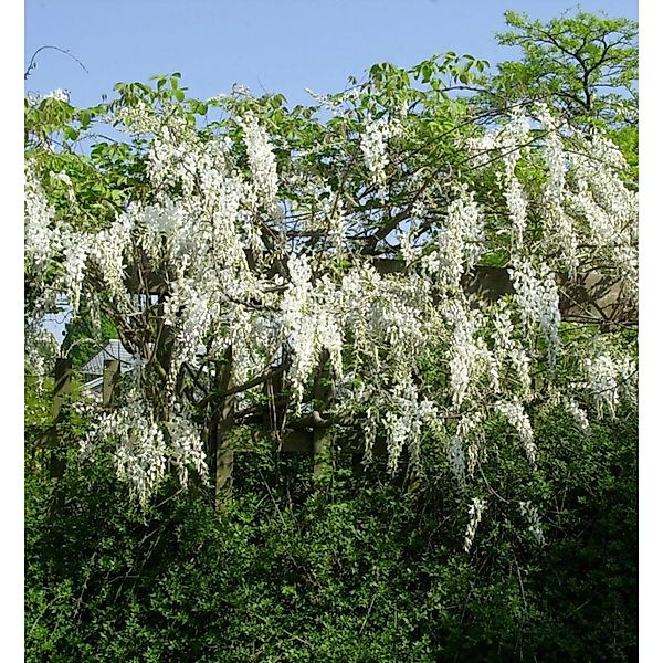 Edelblauregen Clara Mack 60-80cm - Wisteria floribunda günstig online kaufen