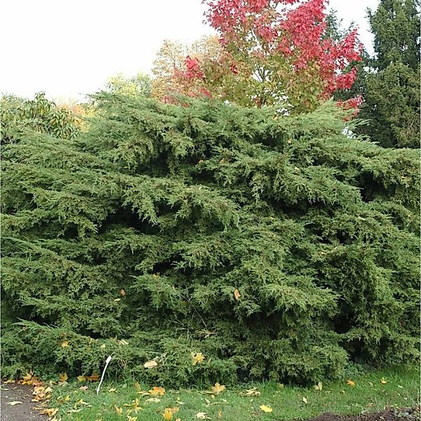 Pfitzerwacholder Pfitzeriana 60-80cm - Juniperus media günstig online kaufen