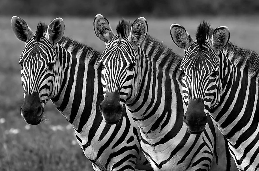 Papermoon Fototapete "Zebras Schwarz & Weiß" günstig online kaufen