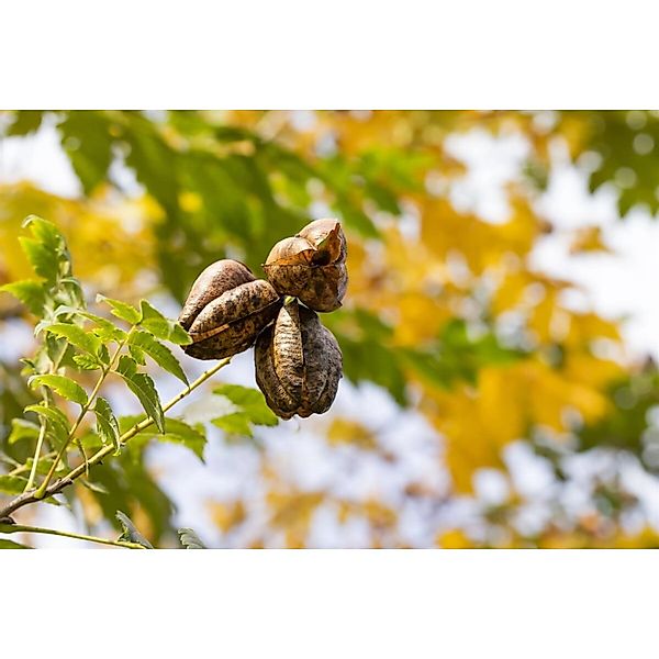 Koelreuteria Paniculata Fastigiata Blasenbaum 150–175 cm günstig online kaufen