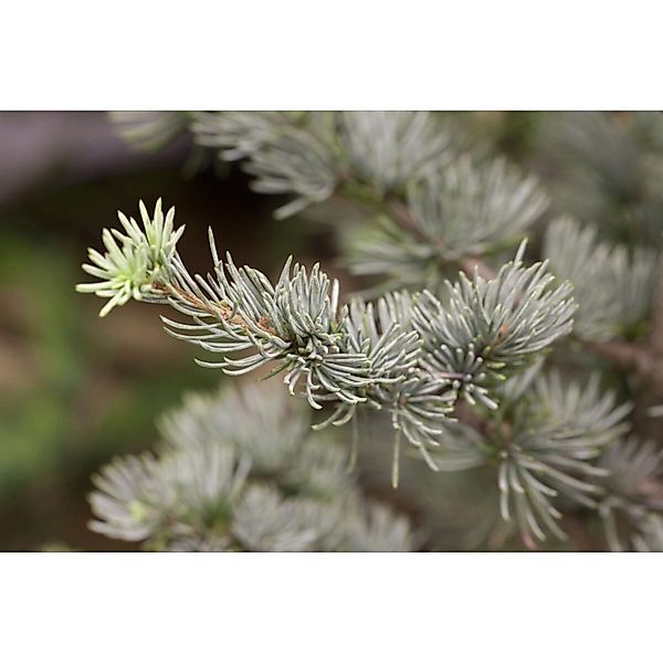 Cedrus Atlantica Glauca Atlas-Zeder Blaugrün 125–150 cm günstig online kaufen