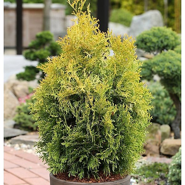 Lebensbaum Golden Smaragd 30-40cm Thuja occidentalis günstig online kaufen