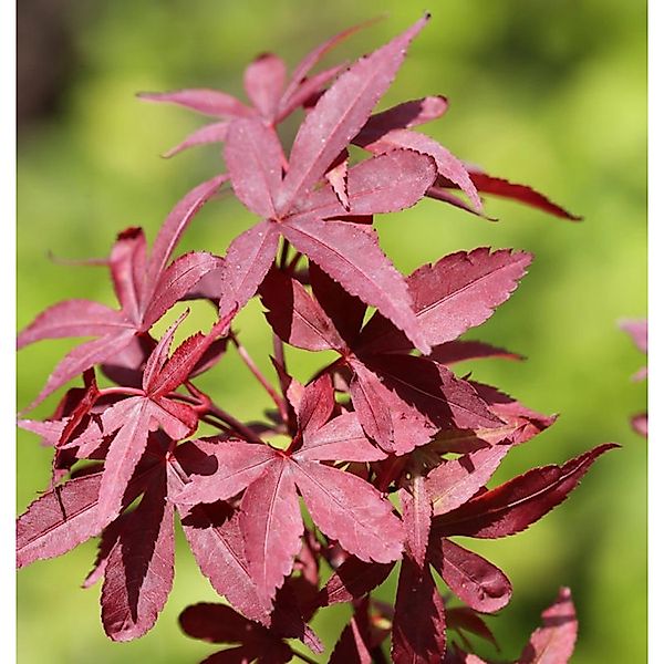 Japanischer Ahorn Twomblys Red Sentinel 60-80cm - Acer palmatum günstig online kaufen