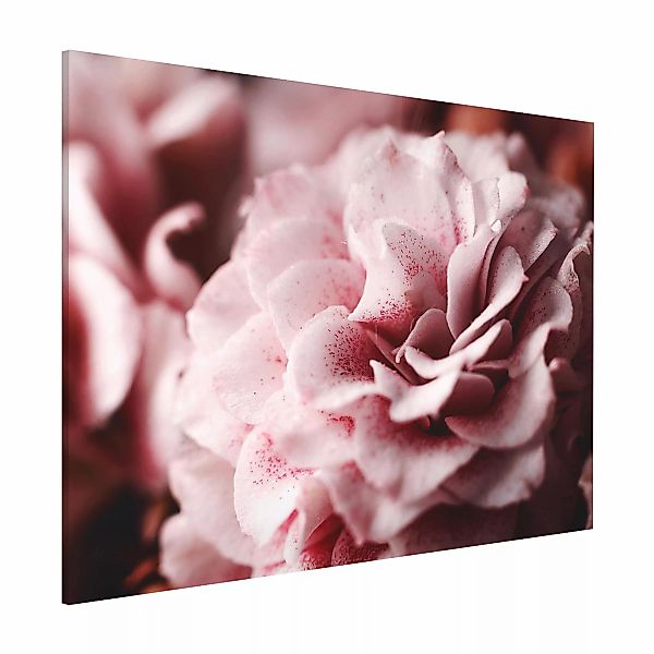 Magnettafel - Querformat 4:3 Shabby Rosa Rose Pastell günstig online kaufen