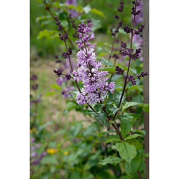 Syringa Josikaea Ungarischer Flieder 60–80 cm Duftend günstig online kaufen