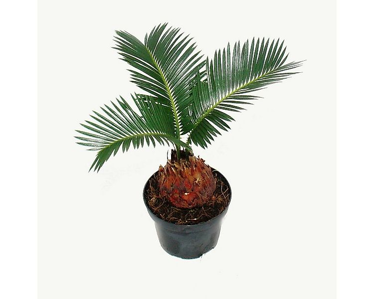 Exotenherz Zimmerpflanze Cycas revoluta - Japanischer Palmfarn mit Knolle - günstig online kaufen