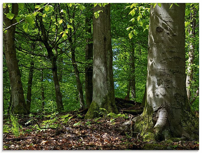 Artland Glasbild "Frühling im Buchenwald", Wald, (1 St.), in verschiedenen günstig online kaufen