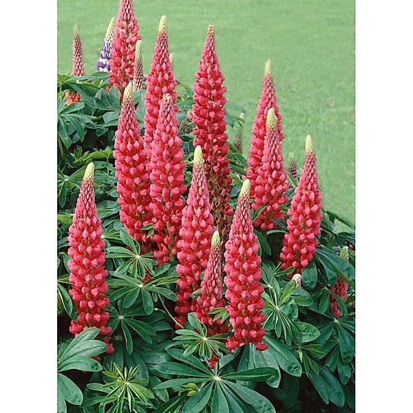 Lupinus Polyphyllus Edelknabe Vielblättrige Lupine Ca. 11x11 cm Topf günstig online kaufen
