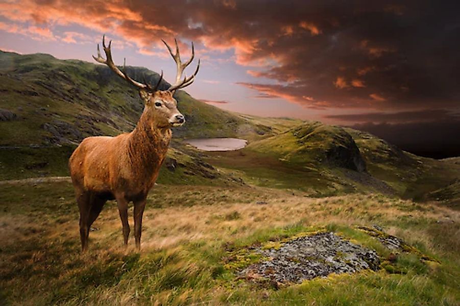 Papermoon Fototapete »Red Deer« glatt günstig online kaufen