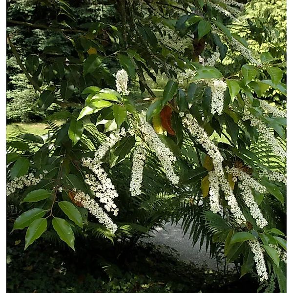 Portugiesischer Kirschlorbeer Myrtifolia 125-150cm - Prunus,usitanica günstig online kaufen