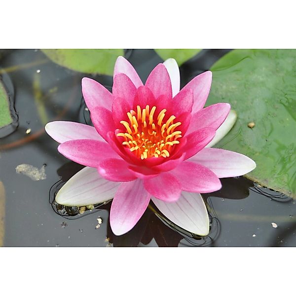 Nymphaea X Cult.'attraction' Seerose Ca. 11x11 cm Topf günstig online kaufen