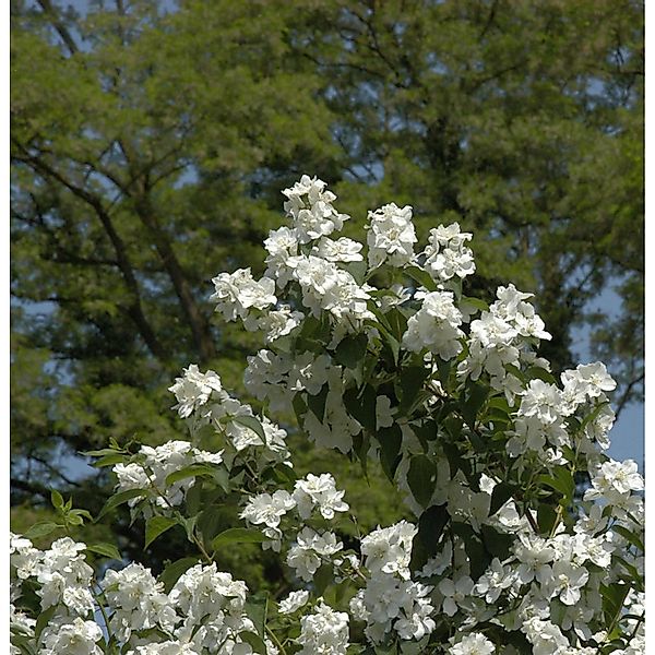 Gefüllter Gartenjasmin 60-80cm - Philadelphus günstig online kaufen