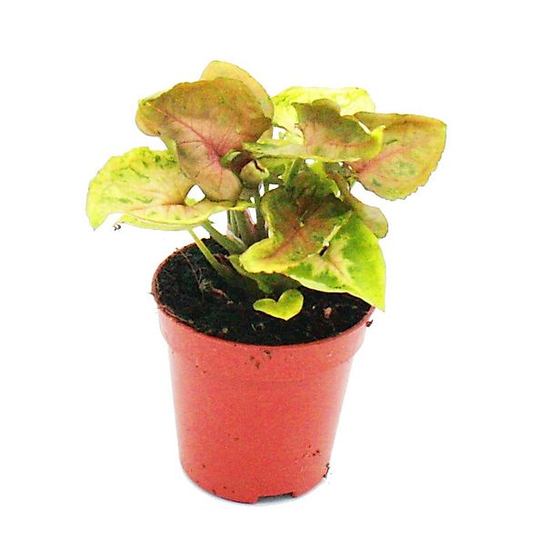Exotenherz Zimmerpflanze Mini-Pflanze Syngonium Purpurtute Baby-Plant im 5, günstig online kaufen