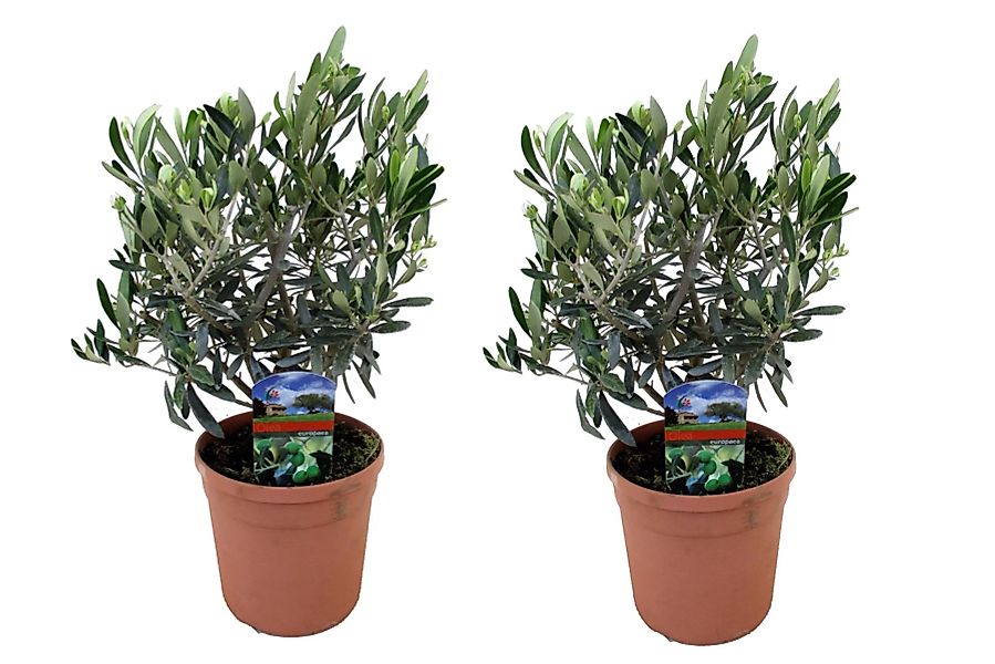 Perfect Plant | Set mit 2 Olivenbüschen günstig online kaufen