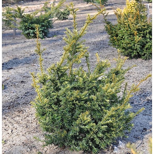 Europäische Eibe Adpressa Aurea 25-30cm - Taxus baccata günstig online kaufen