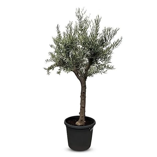 Sunny-Tree Verzweigter Olivenbaum Olive 30 Jahre  190 cm  A+ Qualität  Wint günstig online kaufen