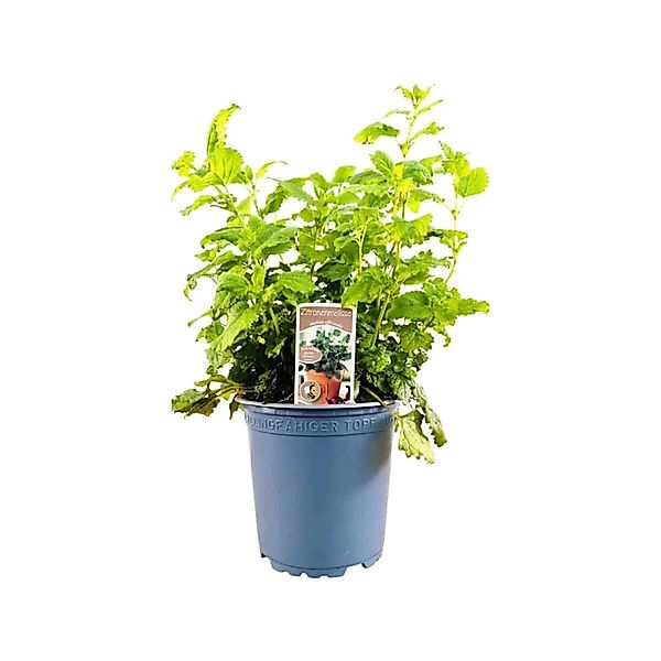 Pflanzen für Dich Staude Melissa officinalis, 1 St., Zitronenmelisse, Melis günstig online kaufen