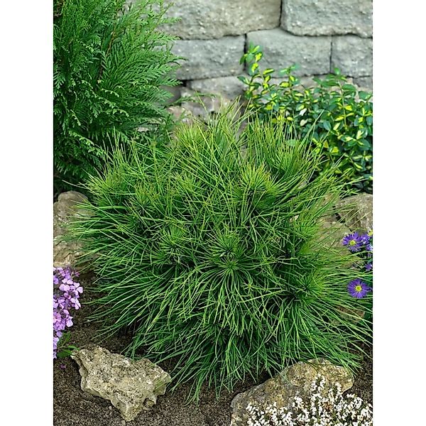Pinus Nigra Spielberg Schwarzföhre 25–30 cm günstig online kaufen