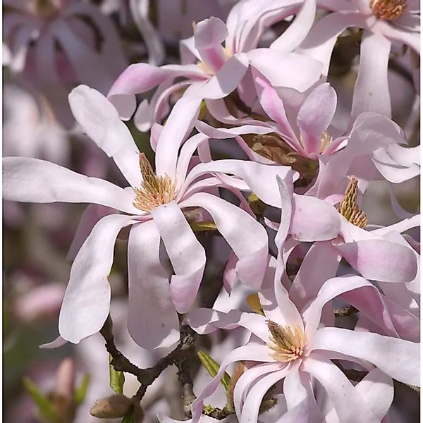 Sternmagnolie Leonard Messel 80-100cm - Magnolia,oebneri günstig online kaufen