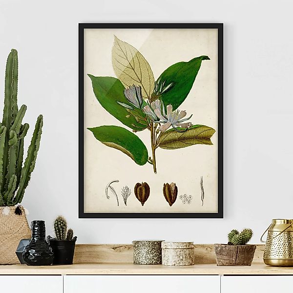 Bild mit Rahmen Blumen - Hochformat Laubbaum Schautafel IV günstig online kaufen