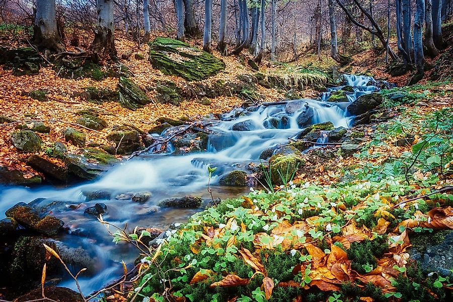 Papermoon Fototapete "Fluss im Wald" günstig online kaufen