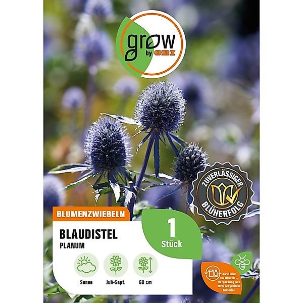 GROW by OBI Blaudistel Eryngium planum Blau Höhe ca. 60 cm Eryngium planum günstig online kaufen