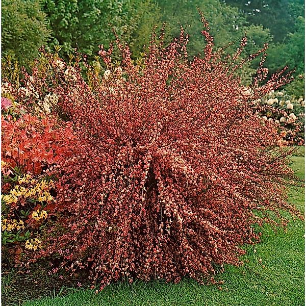 Cytisus Praecox Besenginster Hollandia 40-60 cm günstig online kaufen