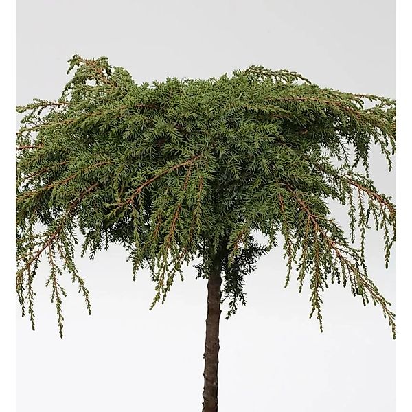 Hochstamm Grüner Kriechwacholder Green Carpet 60-80cm - Juniperus communis günstig online kaufen