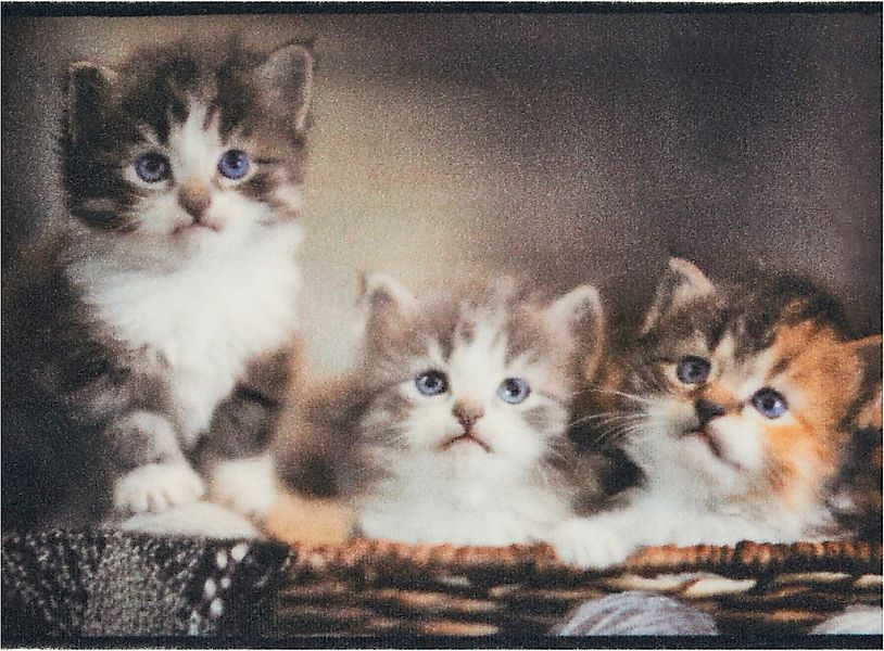 Andiamo "Modern" rechteckig 6,5 mm Höhe Schmutzfangmatte, bedruckt, diverse günstig online kaufen