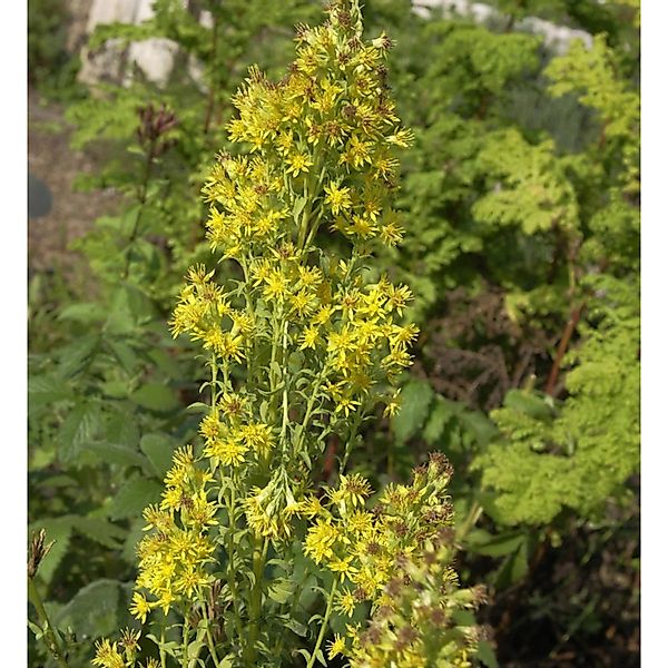 Echte Goldrute - Solidago virgaurea günstig online kaufen