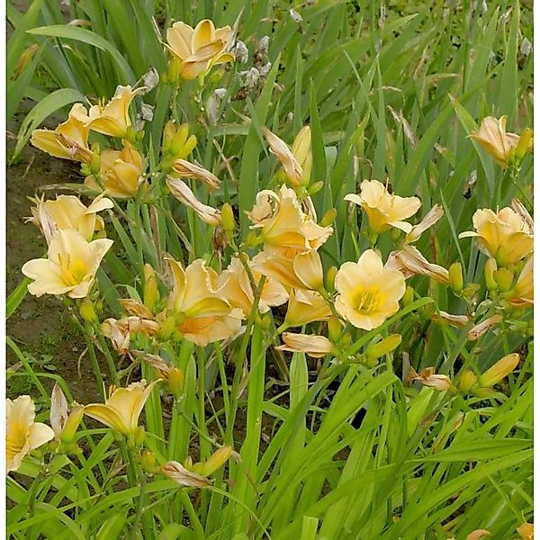 Taglilie Shooting Star - Hemerocallis günstig online kaufen