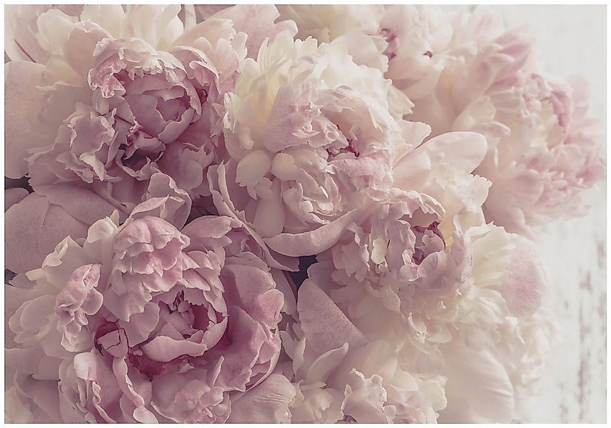 Wallarena Fototapete Blumen Pfingstrosen Rose Vlies günstig online kaufen