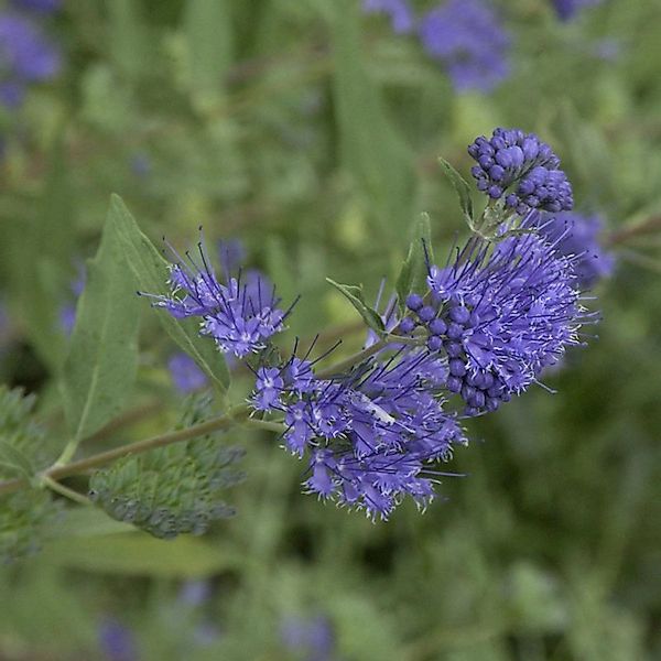 Bartblume Beyond Midnight 40-60cm - Caryopteris clandonensis günstig online kaufen