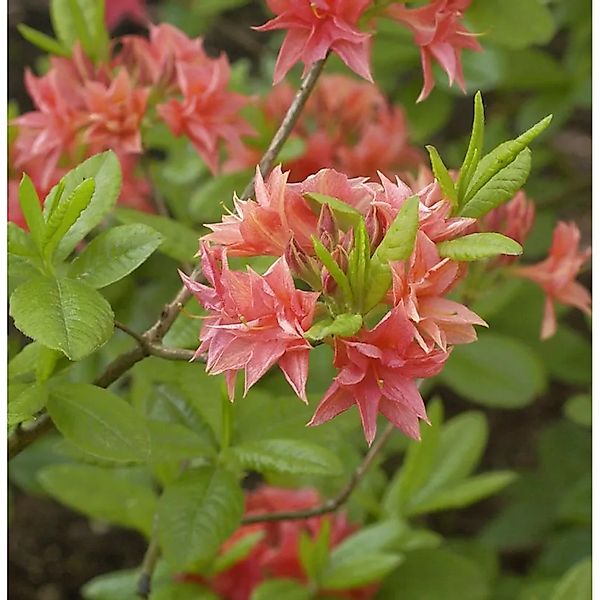 Azalee Norma 30-40cm - Rhododendron,uteum - Alpenrose günstig online kaufen