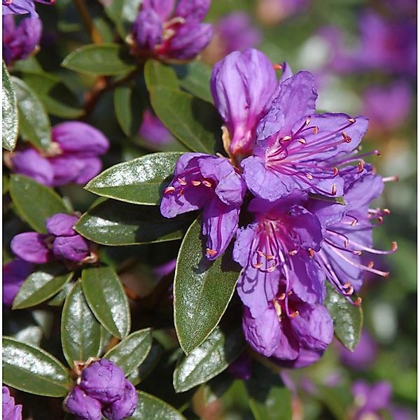 Zwerg Rhododendron Blue Wonder 25-30cm - Rhododendron russatum - Zwerg Alpe günstig online kaufen