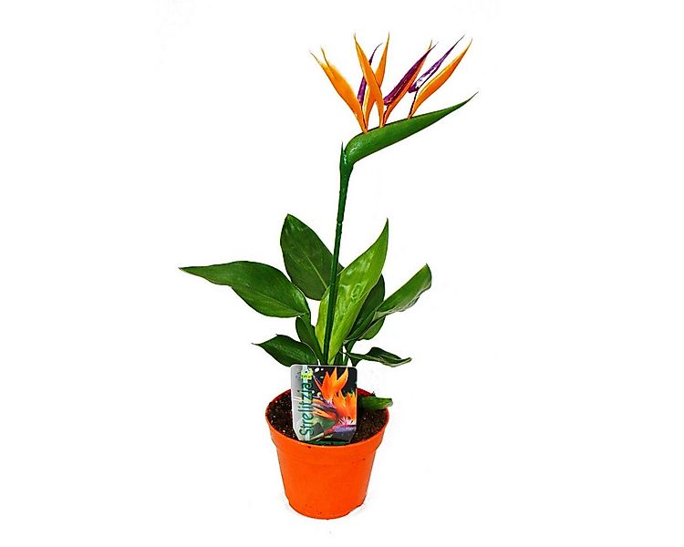 Exotenherz Zimmerpflanze Strelitzie - Paradiesvogelblume - 12cm Topf - mit günstig online kaufen
