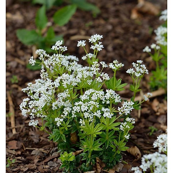 Waldmeister - Galium odoratum günstig online kaufen