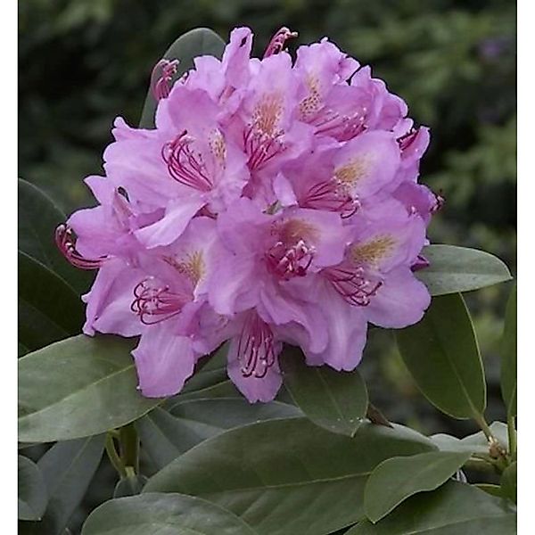 Großblumige Rhododendron Pink Purple Dream 70-80cm - Alpenrose günstig online kaufen