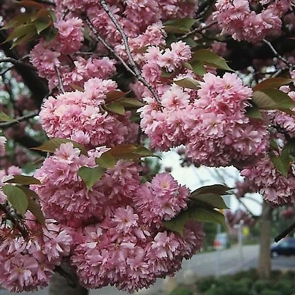 Hochstamm Japanische Nelkenkirsche Kanzan 80-100cm - Prunus serrulata günstig online kaufen