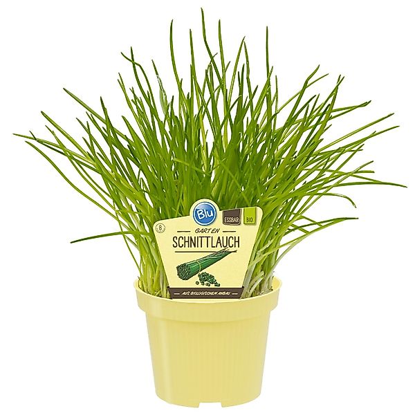 Blu Bio-Gartenschnittlauch Topf-Ø ca. 12 cm Allium günstig online kaufen