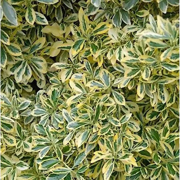 Gelbbunter Japanischer Spindelstrauch 25-30cm - Euonymus japonicus Aureomar günstig online kaufen