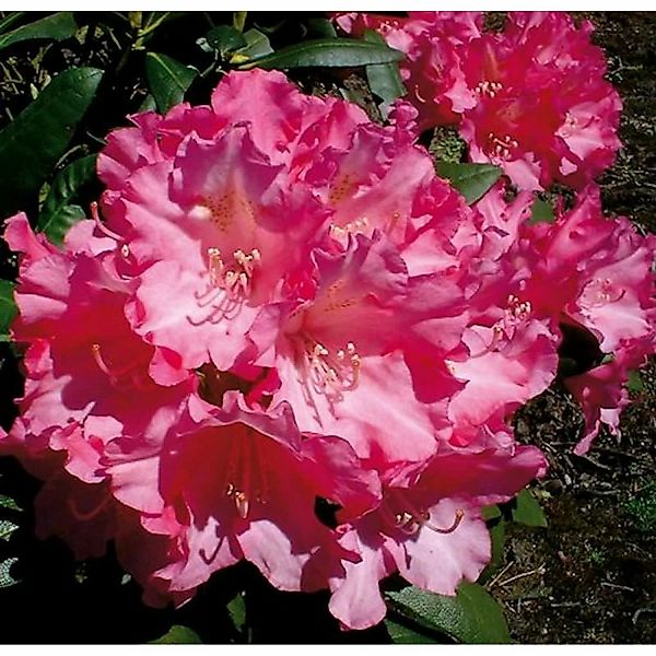 Rhododendron Kalinka 25-30cm - Alpenrose günstig online kaufen