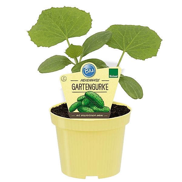 Blu Gartengurke Hexennase Topf-Ø ca. 12 cm Cucumis sativus günstig online kaufen