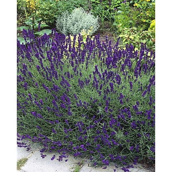 Lavandula Angustifolia Echter Lavendel Siesta Ca 9x9 cm Topf günstig online kaufen