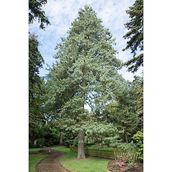 Pinus Wallichiana Himalaya-Kiefer 80–100 cm günstig online kaufen